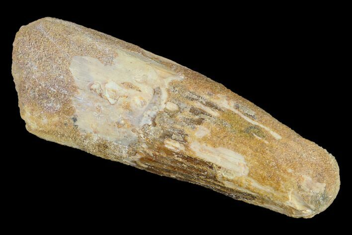 Bargain, Real Spinosaurus Tooth - Robust Tooth #119603